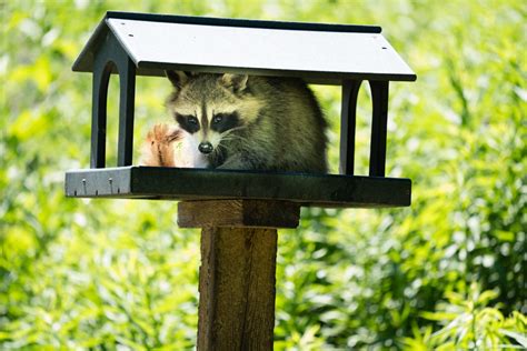remove raccoons   home lookout pest control blog