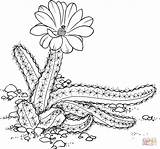 Cactus Coloring Pages Para Prickly Pear Colorear Drawing Desierto Echinocereus Finger Lady Flowers Dibujos Getdrawings Pintar Printable Cartoon Online El sketch template