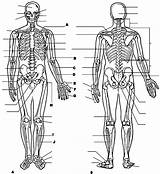 Physiology Anatomie Biologie Ausmalbild Anatomi Letzte Eğitim Vücudu Boyama Insan Kitapları Fizyoloji Q1 Organs Workbook sketch template