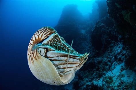 nautilus protect