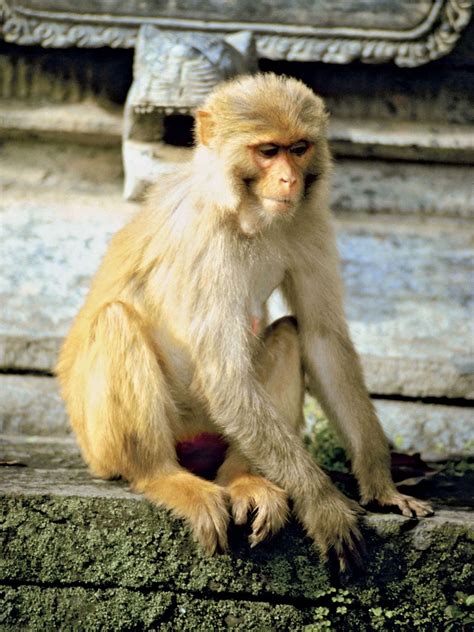 rhesus monkey behavior social structure diet britannica