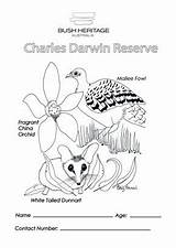 Darwin Tailed Fragrant Malleefowl Orchid Dunnart Wa sketch template