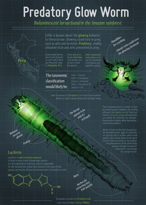predatory glow worms   peruvian amazon neatorama