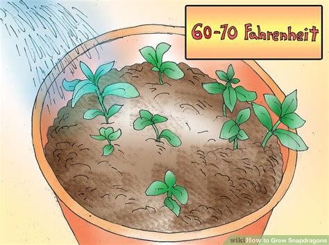 easy ways  grow snapdragons  pictures wikihow