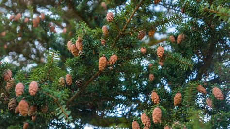 hope   eastern hemlock college  natural resources news