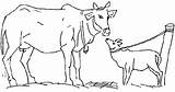 Mewarnai Sapi Koe Kleurplaten Koeien Kleurplaat Vaca Vache Ausmalbilder Kuh Bergerak Coloriages Cows Mucche Mucca Angus Gify Krowy Kolorowanki Animaatjes sketch template