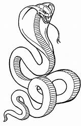Coloring Cobra King Mamba Pages Library Snake Drawing sketch template