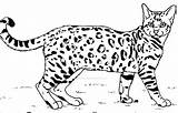Bengal Cat Lineart Canis Chat Deviantart sketch template