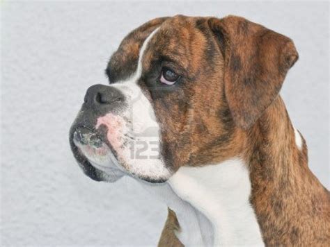 cute dogs boxer dog