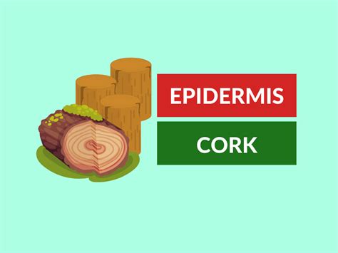 difference  epidermis  cork cells diferr