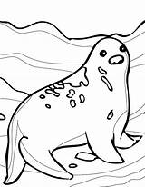 Coloring Seal Pages Ringed Arctic Animals Animal Awesome Antarctica Humpback Whale Harp Baby Drawing Jam Fox Getcolorings Nice Getdrawings Kids sketch template