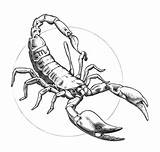 Scorpion Astrologie Skorpion Scorpio Ausmalen Coloriages Zodiac Tatouage Escorpion Zodiacali Segni Zodiaco Colorear Signos Erwachsene Astrology Adulti sketch template