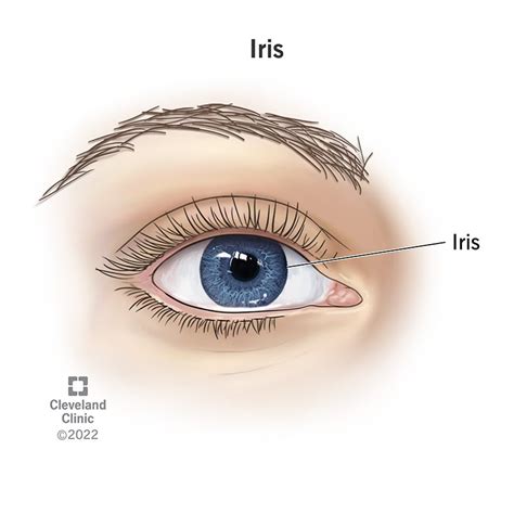 iris   eye definition anatomy common conditions