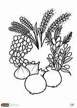 Jewish Lulav Shvat Shavuot Challah Crumbs Etrog Religious Shevat Colouring Frugt Hobbykunst sketch template