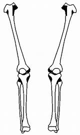 Skeleton Leg Clipartbest Webstockreview sketch template