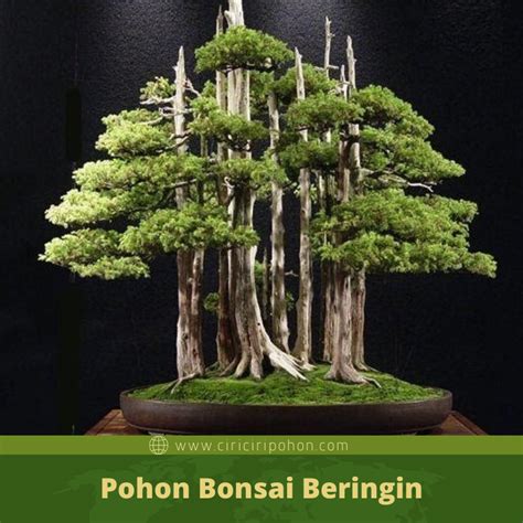membentuk bonsai beringin kimeng blogger bonsai bengkulu