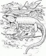 Coloring Pages Lizard Printable Kids Realistic Color Print Camouflage Lizards Adult Animal Reptiles Animals Getcolorings Bestcoloringpagesforkids Popular Chameleon Long sketch template