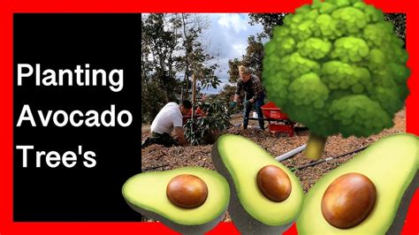 Planting Avocado Trees Youtube