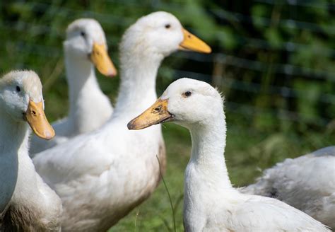 facts  ducks  paws   global animal protection