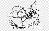 Spiders Tarantula Pngegg Insects sketch template