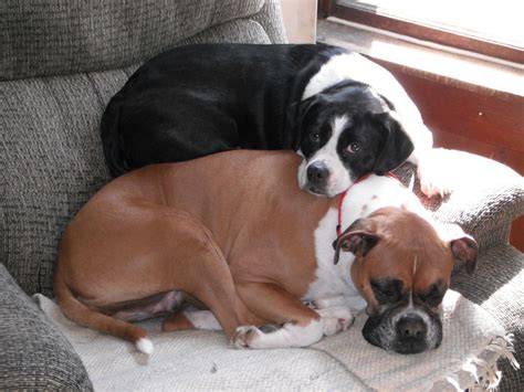 boston terrier beagle puppies