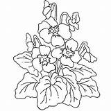Plants Coloring Lovely Flower sketch template