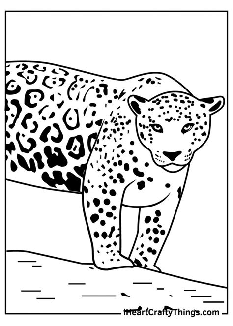 jaguar coloring pages   printables