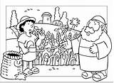 Tares Parable Weeds Parabole Herbe Mauvaise Freekidstories Didier Parabola Coloriage sketch template