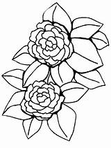 Peony Disegni Fleurs Fiore Outline Colorare Peonies Coloriages Poinsettia sketch template