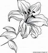 Lily Drawing Stargazer Outline Flower Getdrawings Pencil sketch template