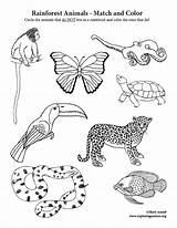 Rainforest Animals Color Match Activity Matching sketch template
