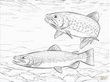 Trout Coloring Pages Brown Fish Rainbow Drawings Drawing Brook Printable Supercoloring Saltwater Wonderfully Colouring Fishing Adult Color Template Kids Sea sketch template