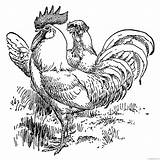 Coloring4free Rooster Coloring Printable Pages Farm Animal Vintage Related Posts sketch template