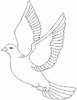 Dove Coloring Pages Library Clipart sketch template