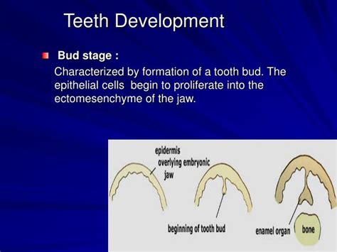 ppt teeth development powerpoint presentation id 1716234