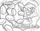 Laboratory Blood Cell Biolegend Anatomy Immune sketch template