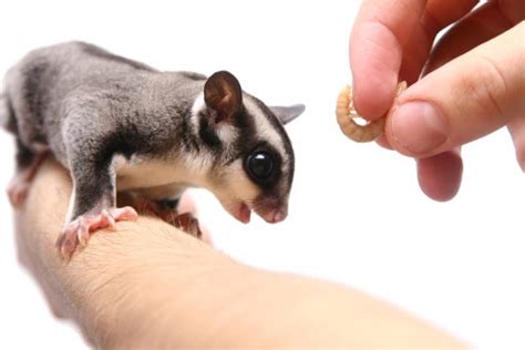 complete list  foods sugar gliders  eat    shouldnt family life share