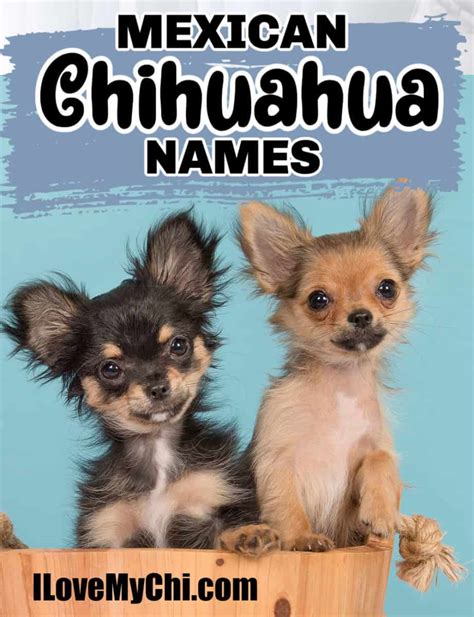 mexican chihuahua names  love  chi