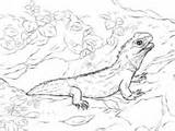 Tuatara Coloring Endangered Northern Pages Animals Printable Drawings Categories 1kb 360px sketch template