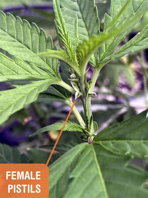 identify a male cannabis plant before your crop gets pollinated with seeds