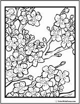 Japanese Flower Coloring Pages Styles Drawing Getdrawings sketch template