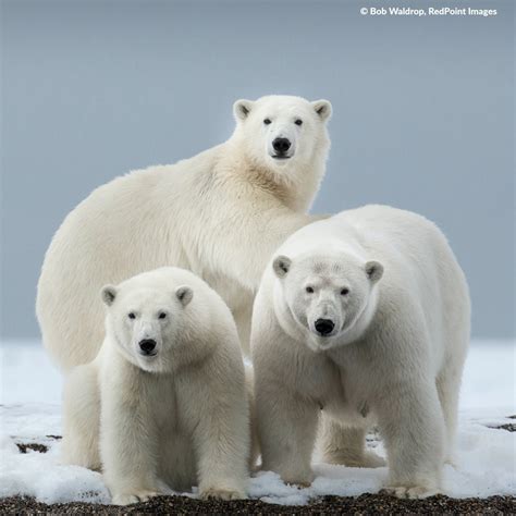 polar bears   wild