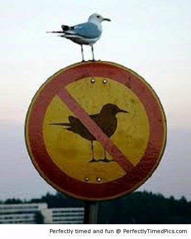bird     bird  signs          funny