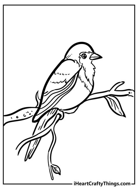 robin coloring pages   printables