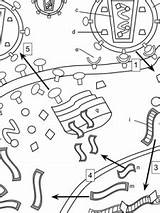 Hiv Transmission sketch template