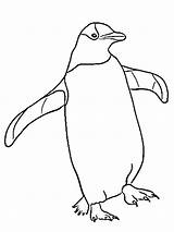 Pinguin Colouring Coloringpage Ca Pages Penguins Colour Check Category sketch template