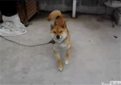 10 times the japanese akita inu proved they re the most