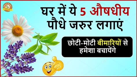 top  health benefits medicinal plants  hindi  le youtube