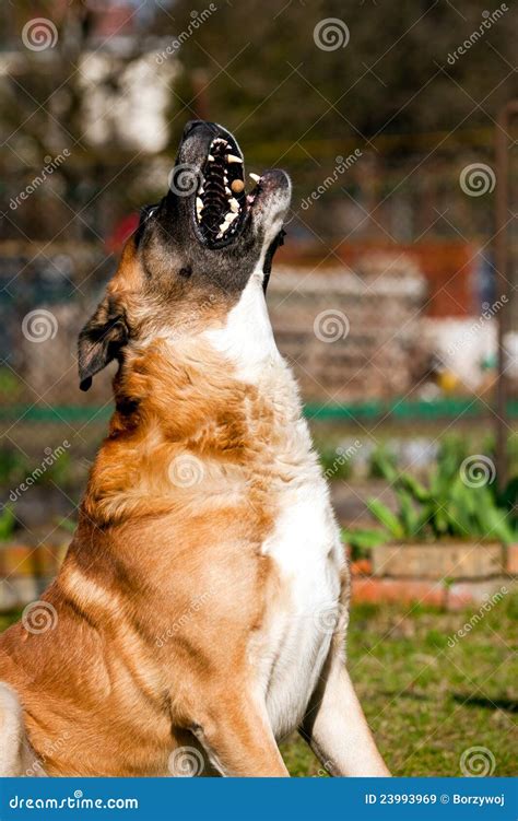 catching dog stock image image  drug crib mouth