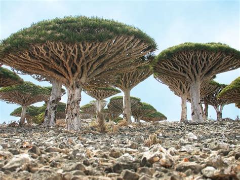 socotra travelbout